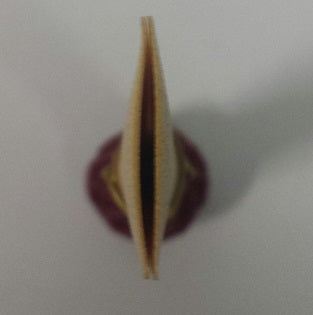 Bonazza Contra Bassoon Reed - R83 - Poppa's Music 