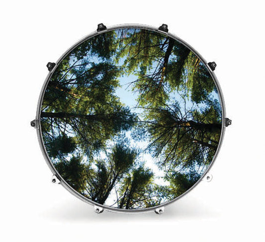 Evans Nature Bass Drum Head - Tree 2 - Poppa's Music 